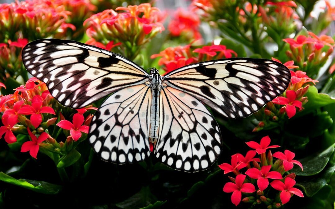 How Misters Benefit Butterflies, Bees & Other Pollinators