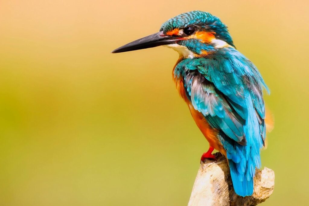 Become an Ornithologist