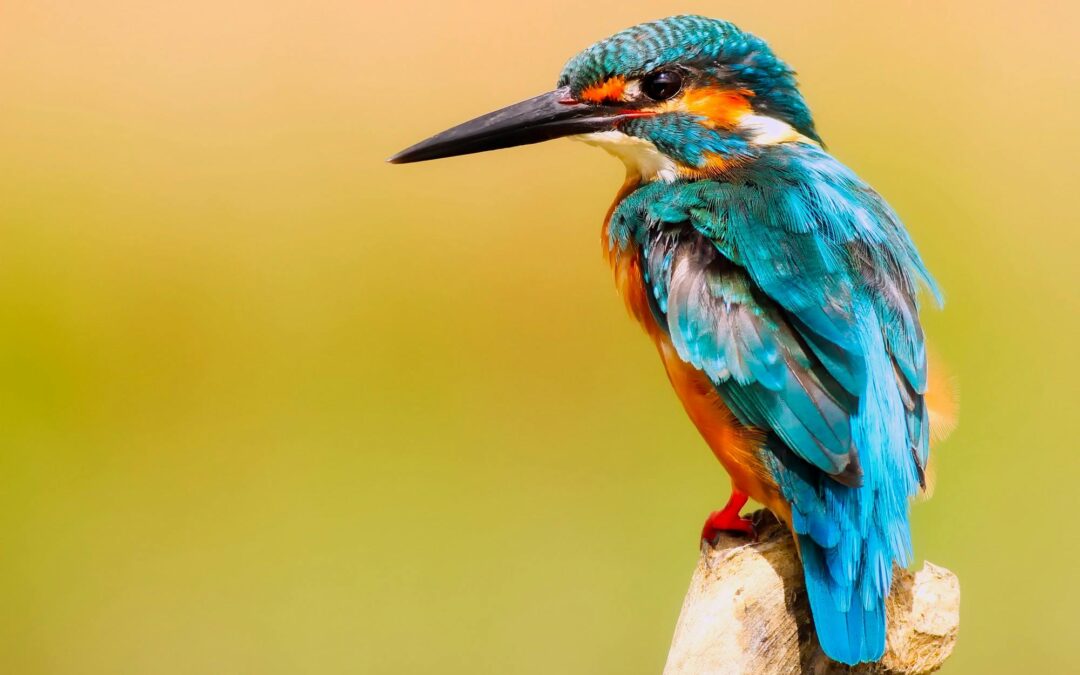 How to Become an Ornithologist in the UK