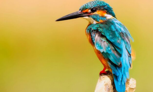 How to Become an Ornithologist in the UK