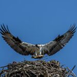 Osprey Nesting Habits: Why They Prefer High Perches