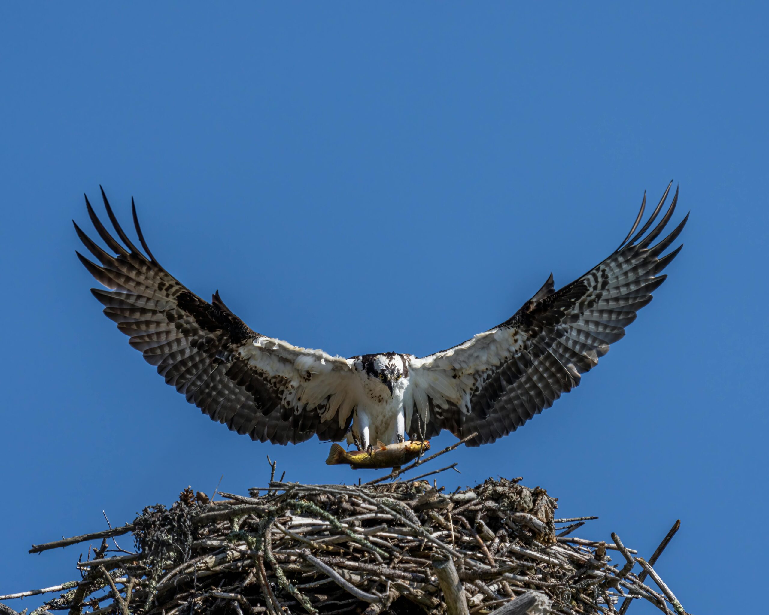 Osprey nest