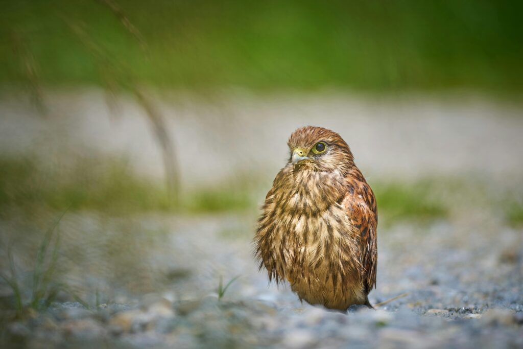 Kestrel Birds