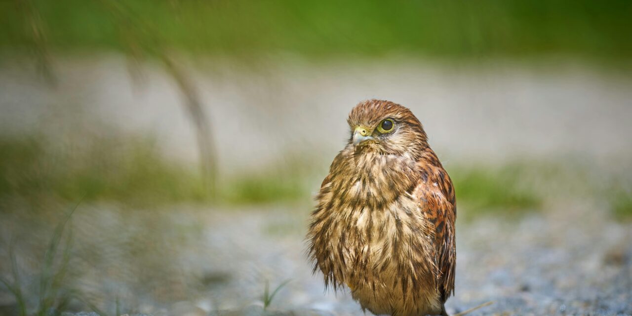 Urban Kestrel: How These Birds Are Adapting to City Life