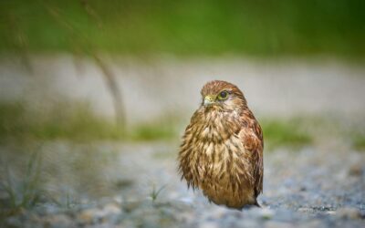 Urban Kestrel: How These Birds Are Adapting to City Life
