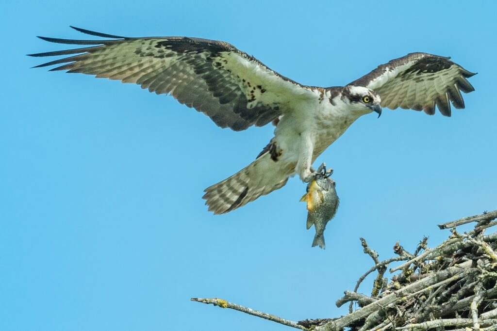 ospreys