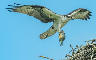 The Unique Adaptations of Ospreys: How They Dominate the Skies