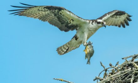 The Unique Adaptations of Ospreys: How They Dominate the Skies