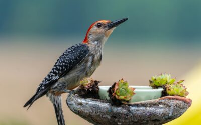 How to Stop Algae in a Bird Bath: Effective Garden Tips for the UK