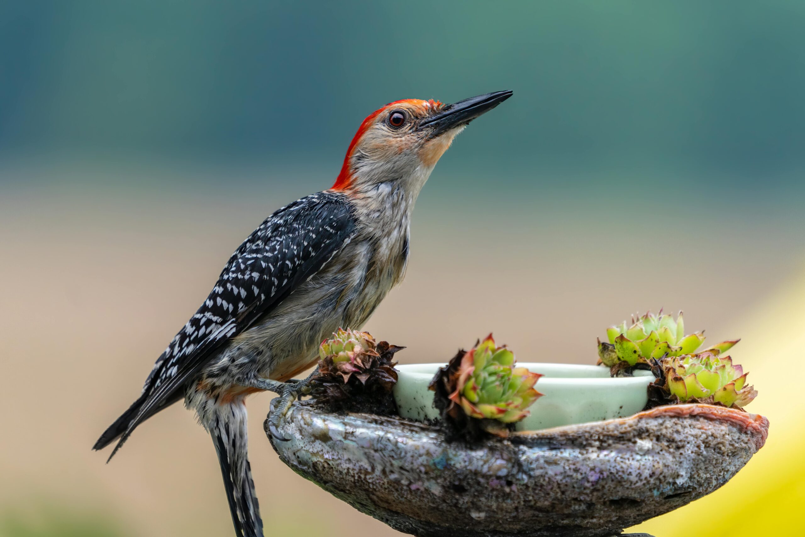 Algae in bird baths