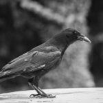 Corvids Explained: Crows, Ravens, and the Science Behind Their Intelligence