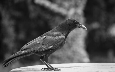 Corvids Explained: Crows, Ravens, and the Science Behind Their Intelligence