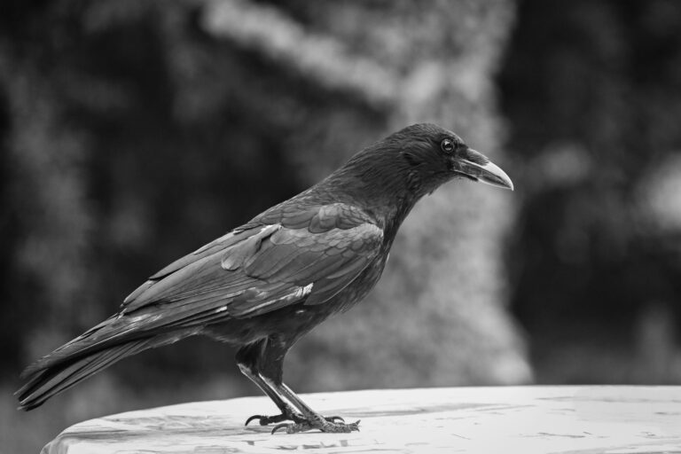Corvids