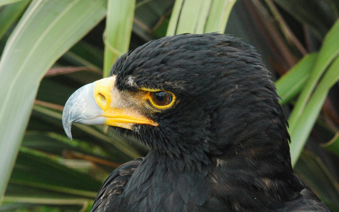Can Birds Smell? Exploring Avian Olfaction