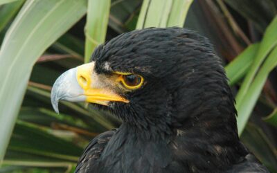 Can Birds Smell? Exploring Avian Olfaction