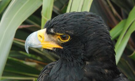 Can Birds Smell? Exploring Avian Olfaction