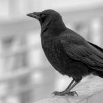Raven vs Crow: Understanding the Key Differences