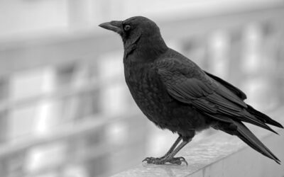 Raven vs Crow: Understanding the Key Differences