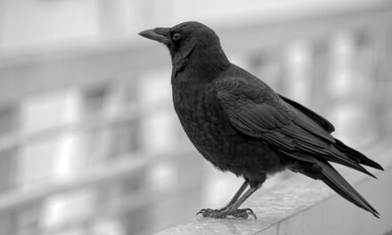 Raven vs Crow: Understanding the Key Differences