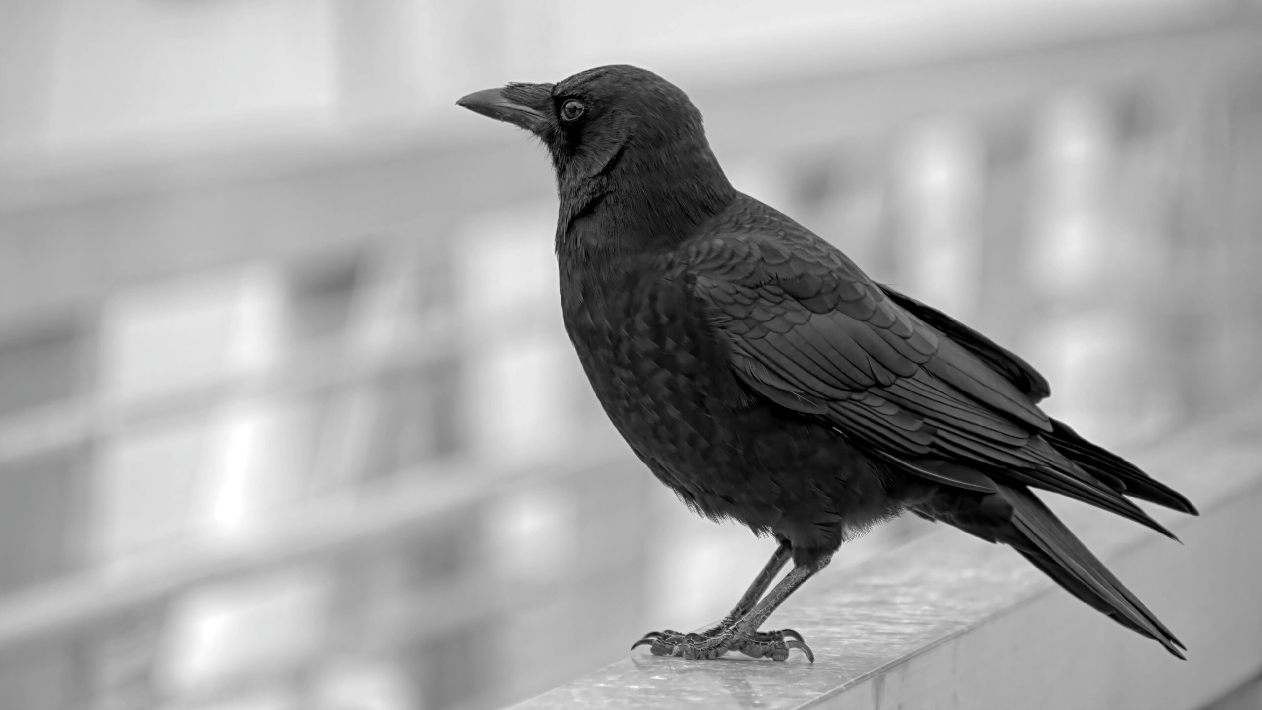 Raven vs Crow
