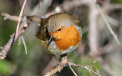 When Do Robins Nest in the UK?