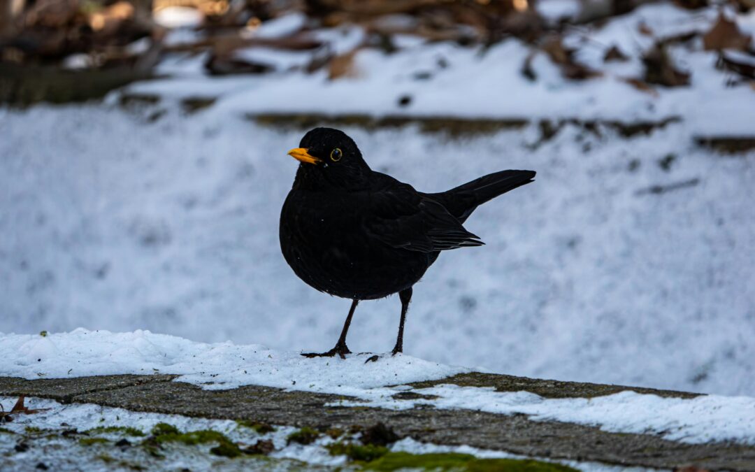 When Do Blackbirds Nest in the UK?