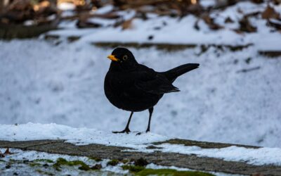 When Do Blackbirds Nest in the UK?