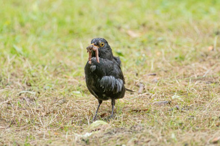A common blackbird with a worm in its beak on a grassy area, showcasing wildlife in nature.