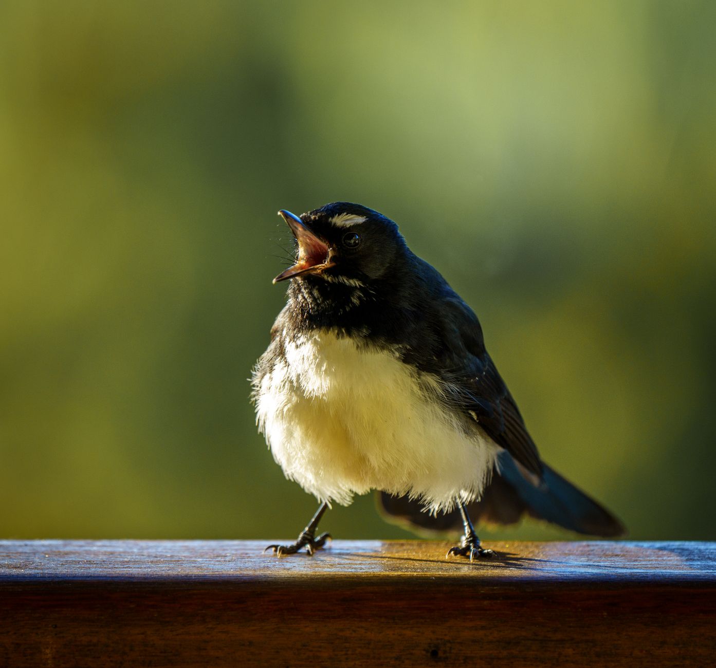 A vibrant willie wagtail bird calling out while perched on a wooden rail.