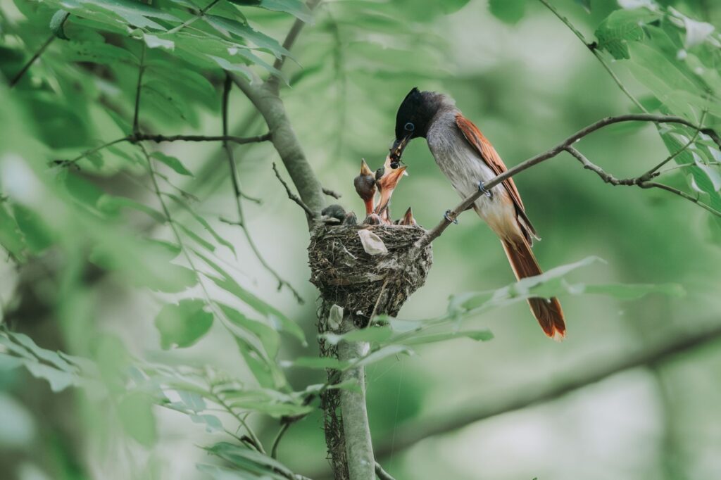 A bird feeds its chicks in a nest, nestled on a tree branch surrounded by greenery.