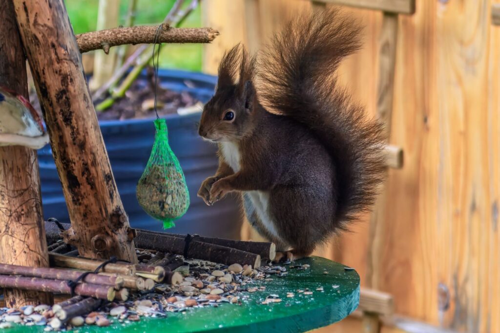 A cute squirrel with bushy tail eating bird food in an outdoor setting.