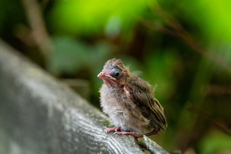 Adorable baby bird on a fence amid lush greenery, perfect nature and wildlife photography.