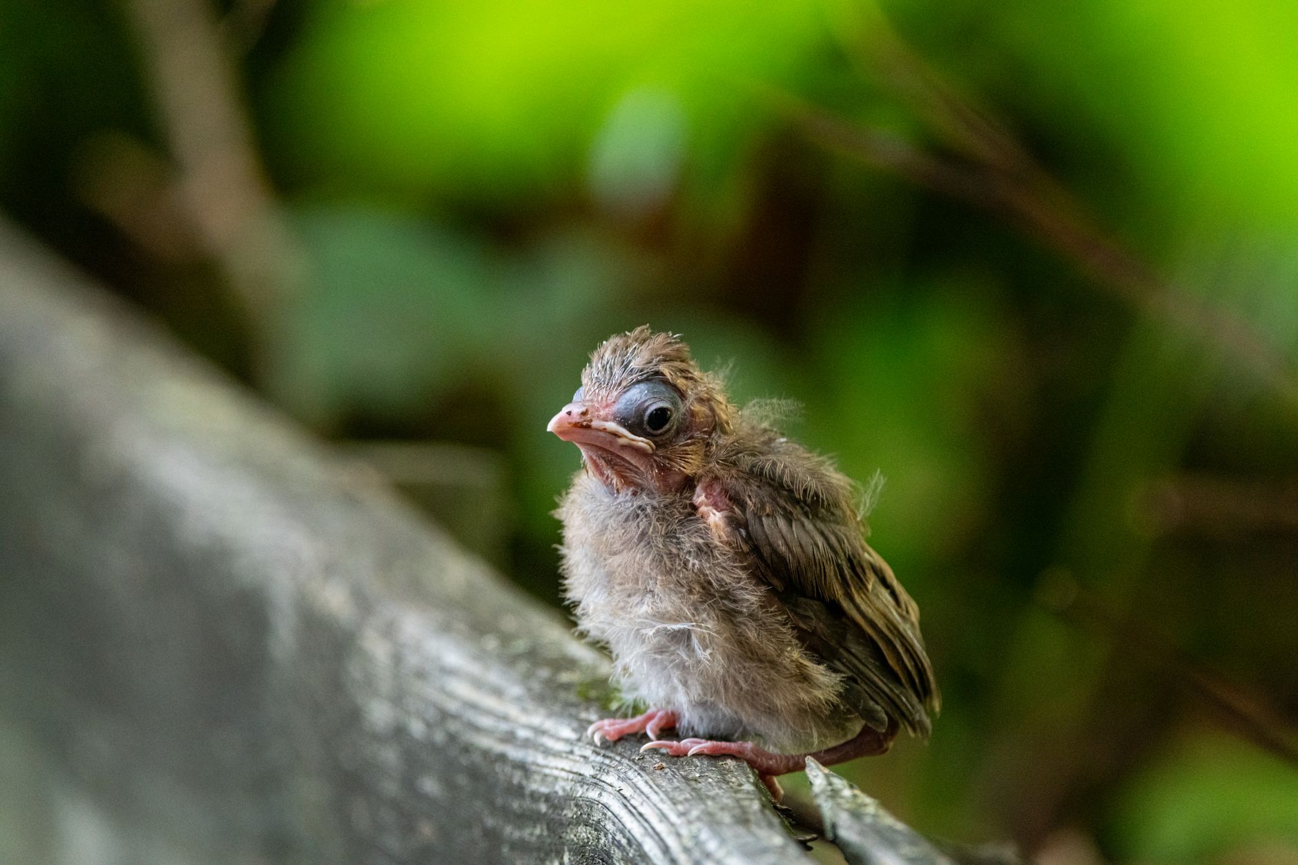 Adorable baby bird on a fence amid lush greenery, perfect nature and wildlife photography.