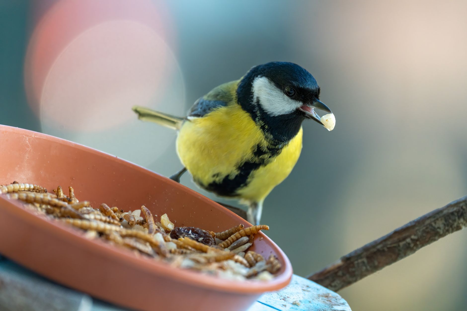 Close-up view of a great tit bird eating from a dish of mealworms in a garden.