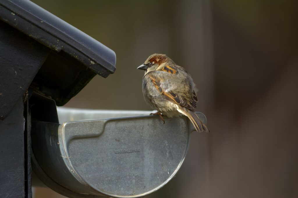 Close-up of a house sparrow perched on a metal gutter, showcasing the bird's detailed feathers.