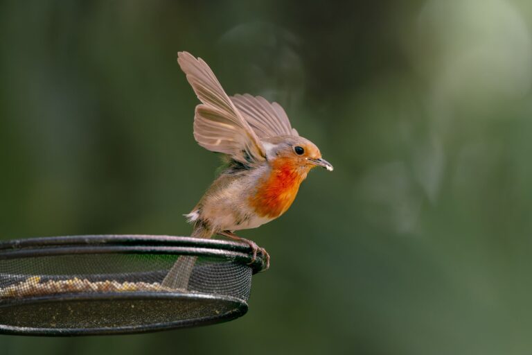 A vibrant European Robin takes off from a bird feeder with blurred green background.