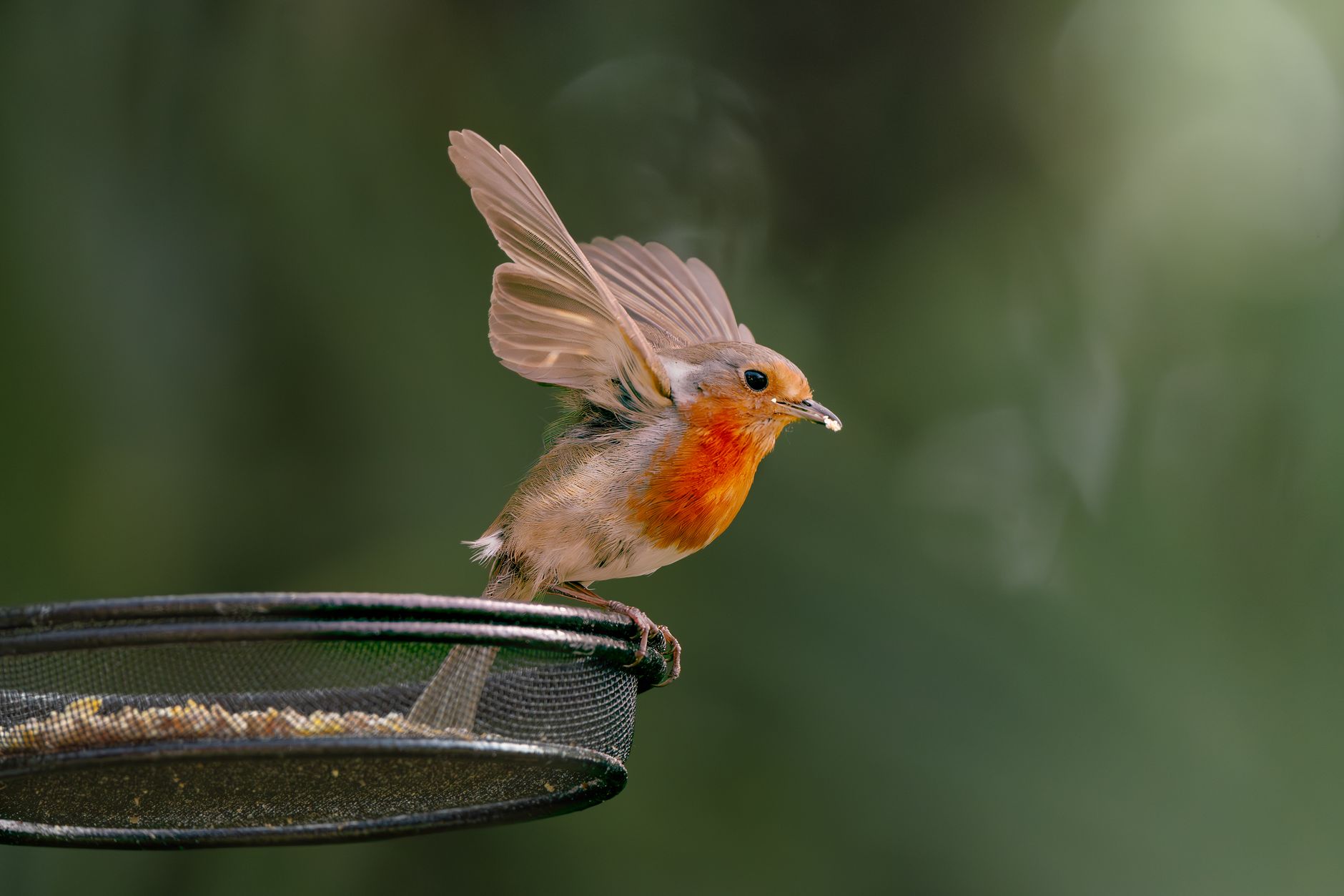A vibrant European Robin takes off from a bird feeder with blurred green background.