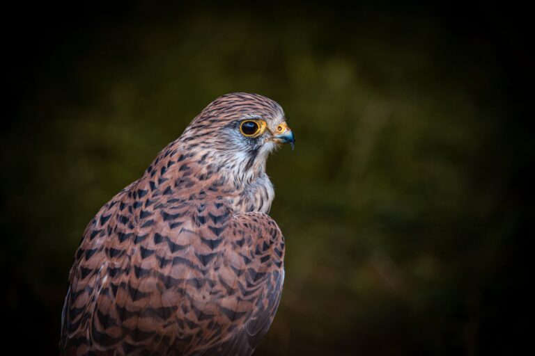Detailed portrait of a kestrel capturing its majestic appearance in the wild.