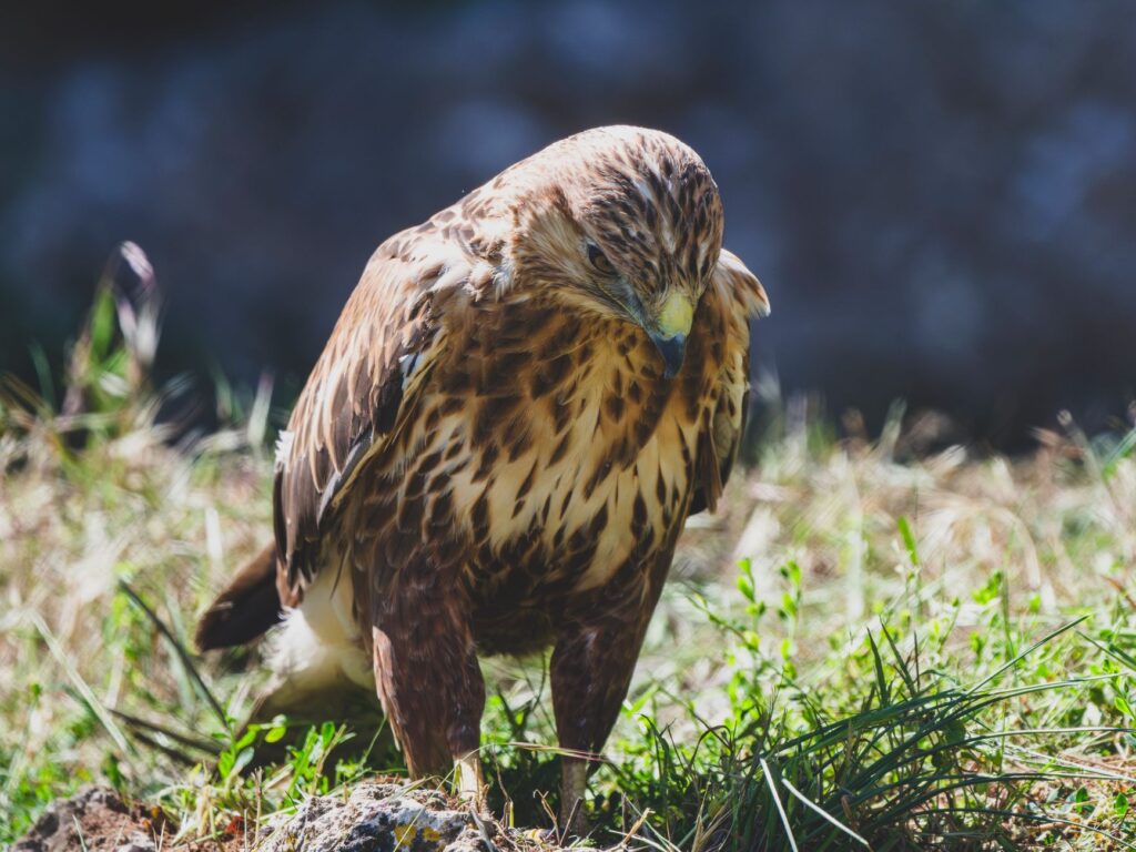 A detailed close-up portrait of a buzzard surrounded by natural greenery, showcasing its feathers and keen gaze.
