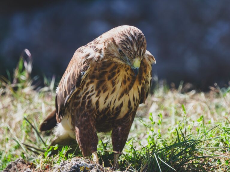 A detailed close-up portrait of a buzzard surrounded by natural greenery, showcasing its feathers and keen gaze.